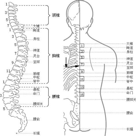 龜尾穴|醫砭 » 中華針灸 » 長強